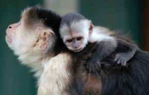 Monkey and baby at Monkey Haven, Isle of Wight